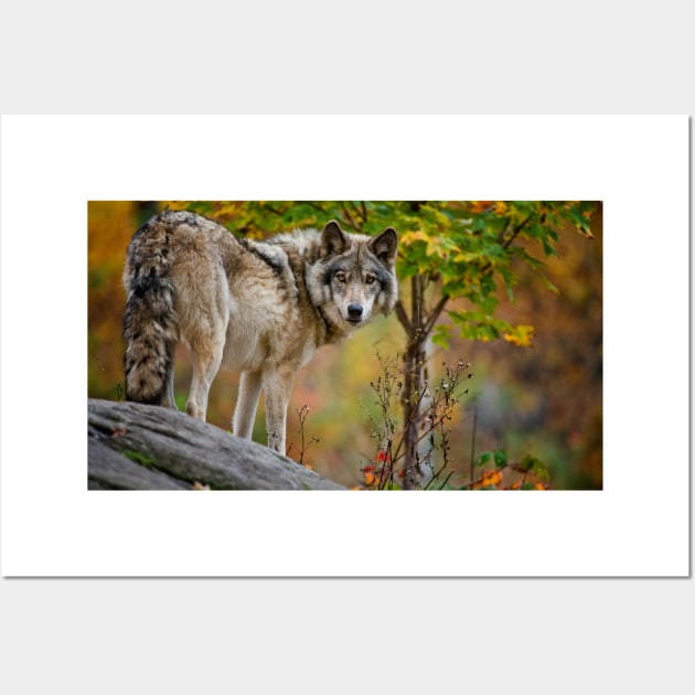 Timber Wolf Wall Art by jaydee1400